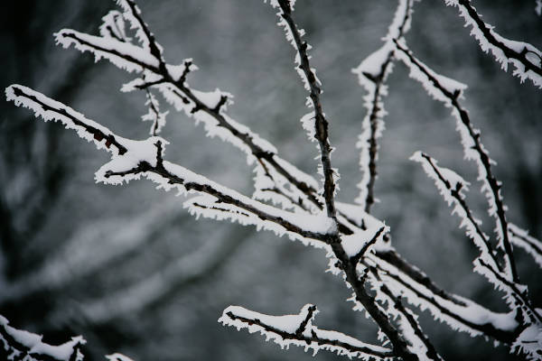 Nahaufnahme eines vereisten Zweiges als Symbol für die Wintergedichte.